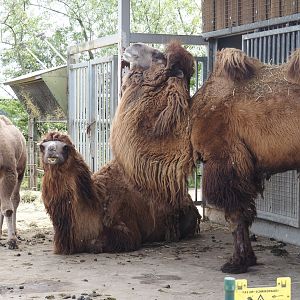 Domestic Bactrian camels (Camelus bactrianus), 2024-04-14