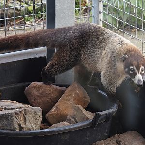 White-nosed coati (Nasua narica), 2024-04-14