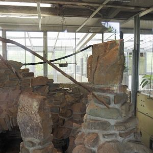 Blue-headed macaw and Plains viscacha indoor exhibit, 2024-04-14