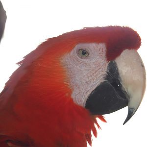 Scarlet macaw (Ara macao), 2024-04-14