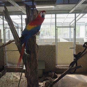 Macaw and Azara's agouti indoor exhibit, 2024-04-14