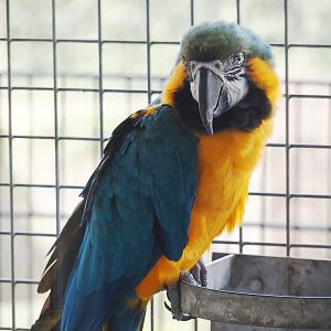 Blue-and-gold macaw (Ara ararauna), 2024-04-14