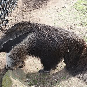 Giant anteater (Myrmecophaga tridactyla), 2024-04-14