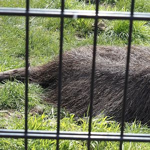 Sleeping Giant anteater (Myrmecophaga tridactyla), 2024-04-14
