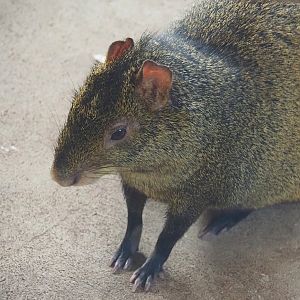 Azara's agouti (Dasyprocta azarae), 2024-04-14