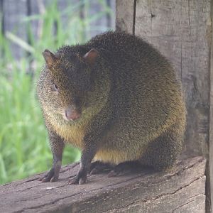 Azara's agouti (Dasyprocta azarae), 2024-04-14