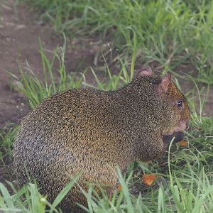 Azara's agouti (Dasyprocta azarae), 2024-04-14