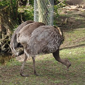 Darwin's rhea (Rhea pennata), 2024-04-14