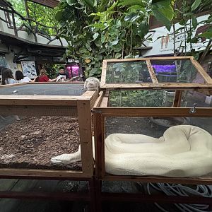 Peuan Deratchan Zoo (open-topped!)