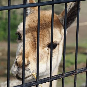 Vicuña (Vicugna pacos), 2024-04-14