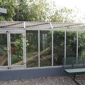 Common cusimanse exhibit, 2024-04-14