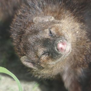 Common kusimanse (Crossarchus obscurus), 2024-04-14