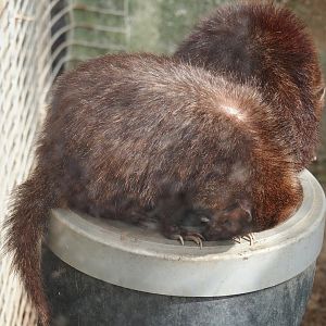 Common kusimanse (Crossarchus obscurus), 2024-04-14