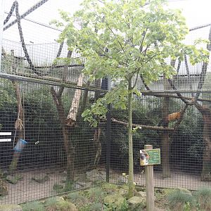 Yellow-throated marten exhibit, 2024-04-14
