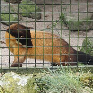 Northern yellow-throated marten (Martes flavigula aterrima), 2024-04-14