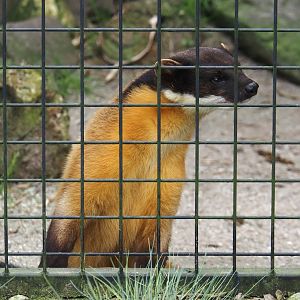 Northern yellow-throated marten (Martes flavigula aterrima), 2024-04-14
