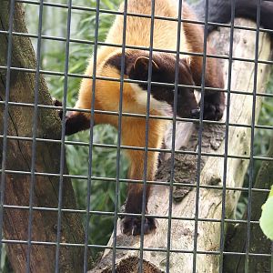 Northern yellow-throated marten (Martes flavigula aterrima), 2024-04-14