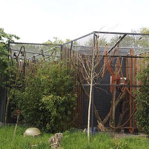 Trumpeter hornbill and Tayra exhibits, 2024-04-14