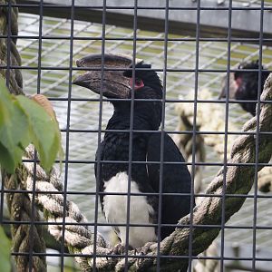 Trumpeter hornbill (Bycanistes bucinator), 2024-04-14