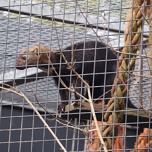 Tayra (Eira barbara), 2024-04-14
