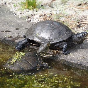 European pond turtles (Emys orbicularis), 2024-04-14