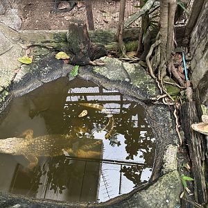 Peuan Deratchan Zoo - Siamese Crocodile Pool