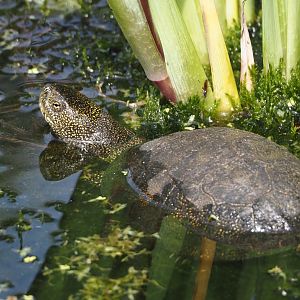 European pond turtles (Emys orbicularis), 2024-04-14
