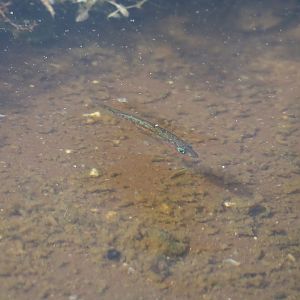 Three-spined stickleback (Gasterosteus aculeatus), 2024-04-14