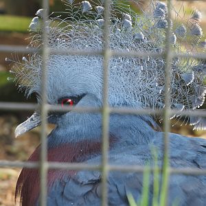 Victoria crowned pigeon (Goura victoria),  2024-04-14