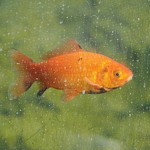 Goldfish (Carassius auratus), 2024-04-14
