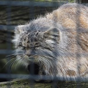 Siberian Pallas's cat (Otocolobus manul manul), 2024-04-14