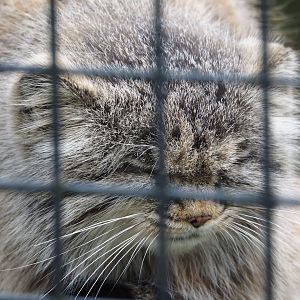 Siberian Pallas's cat (Otocolobus manul manul), 2024-04-14