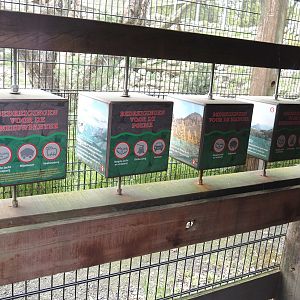 Mountain cat species education materials, 2024-04-14