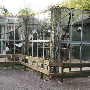Rock hyrax, Black-cheeked lovebird and African spurred tortoise exhibit, 2024-04-14