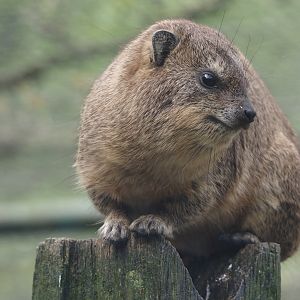 Rock hyrax (Procavia capensis), 2024-04-14