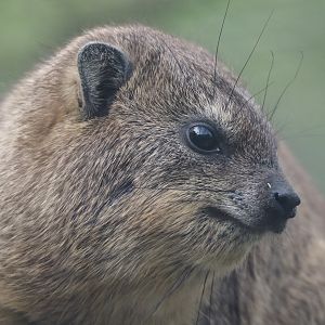 Rock hyrax (Procavia capensis), 2024-04-14