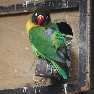 Black-cheeked lovebird (Agapornis nigrigenis), 2024-04-14