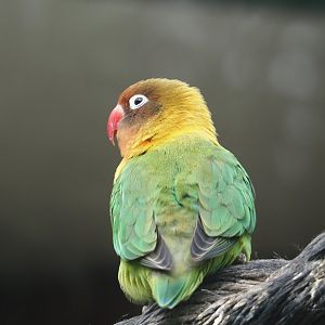 Black-cheeked lovebird (Agapornis nigrigenis), 2024-04-14