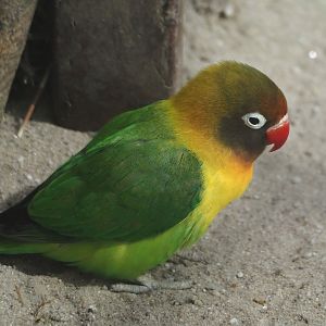 Black-cheeked lovebird (Agapornis nigrigenis), 2024-04-14