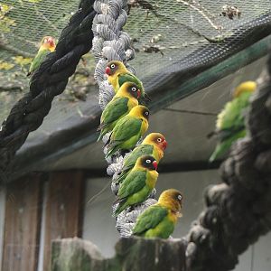 Black-cheeked lovebirds (Agapornis nigrigenis), 2024-04-14