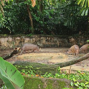 Babirusa