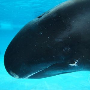 Pygmy Killer Whale (Feresa attenuata)