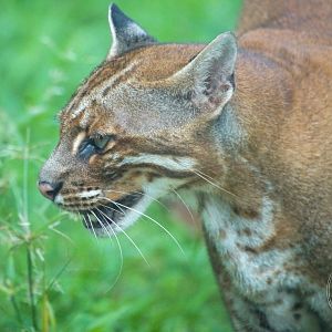 Asian Golden Cat (Catopuma temminckii)