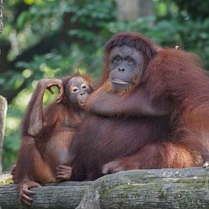 Bornean orangutan (Pongo pygmaeus)
