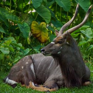 Nyala (Tragelaphus angasii)