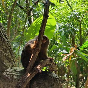 Pygmy Marmoset
