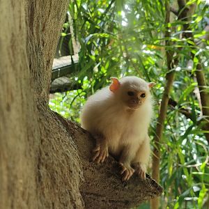 Silvery Marmoset
