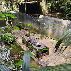 Philippine Crocodile
