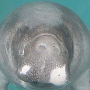 Amazonian Manatee (Trichechus inunguis)