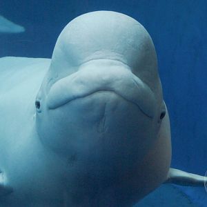 Beluga (Delphinapterus leucas)